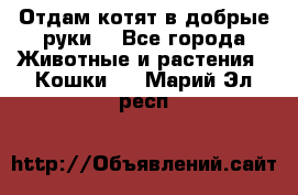 Отдам котят в добрые руки. - Все города Животные и растения » Кошки   . Марий Эл респ.